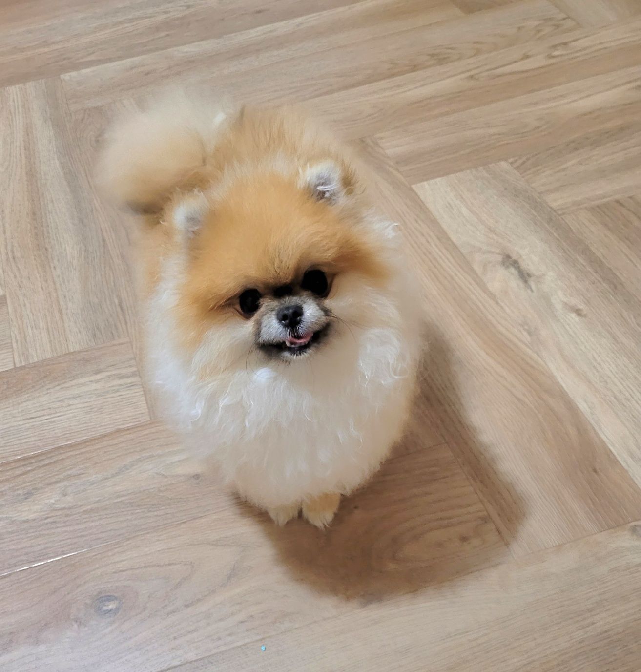 Pomeranian micro dziewczynka