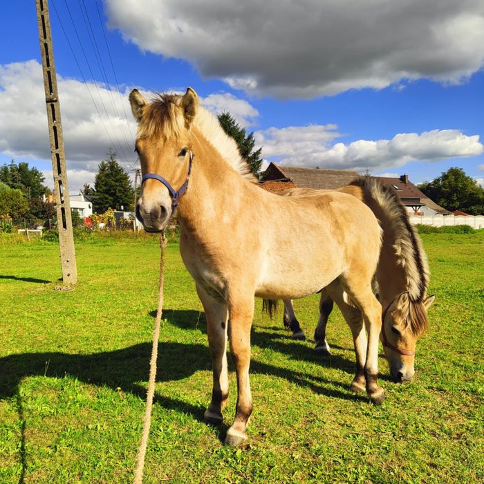Sprzedam Ogier Fiord