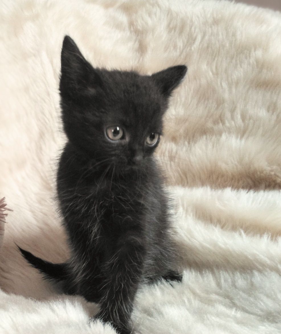 5 кошенят шукають родину