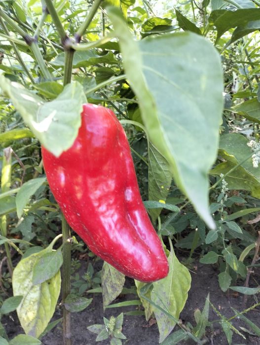 Семена болгарского перца