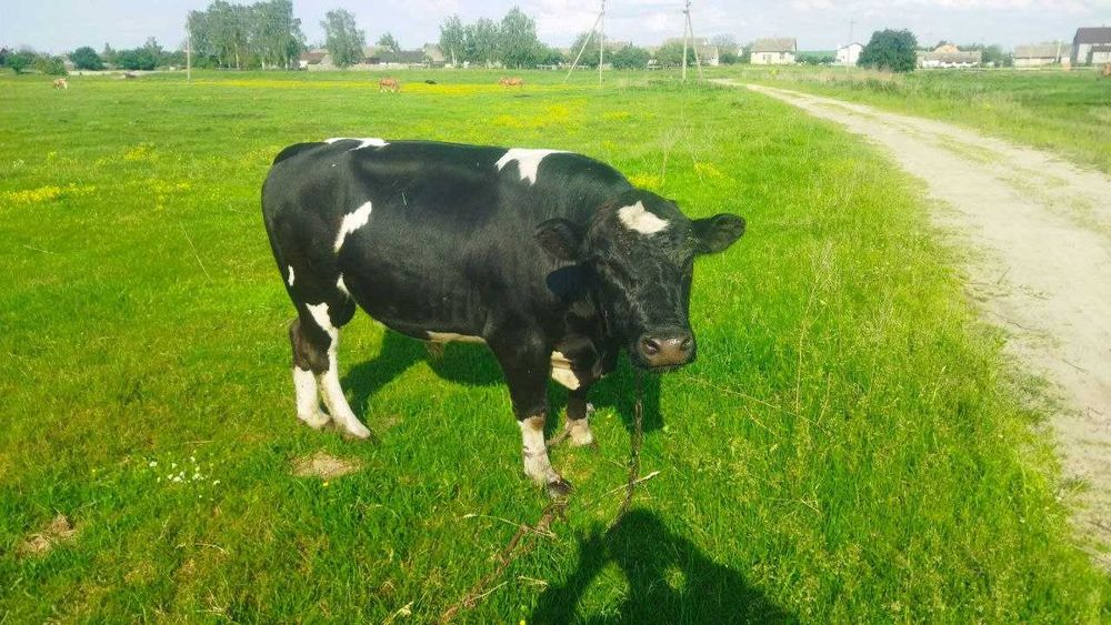 Продам Бики ВРХ. Продам Бики 35 голів худоби.