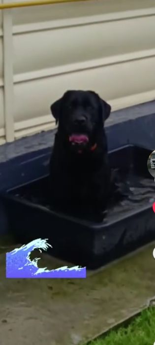 Лабрадор чорна...