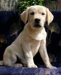 Labrador Retriever ZKwP/FCI Szczenię po Grand Champion Polski