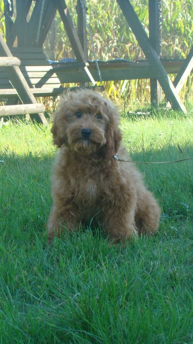 Śliczny Piesek Cockapoo