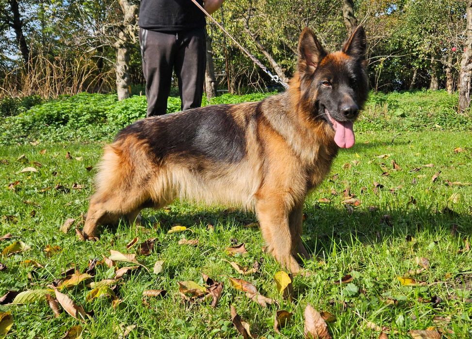 Owczarek Niemiecki Długowłosy Zkwp FCI suczka.Możliwosc wysłania