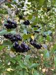 Aronia ekologiczna 10 kg