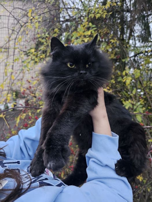 Молодий кастрований кіт в добрі руки