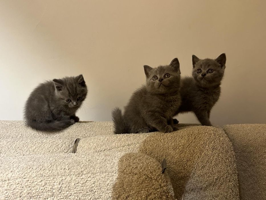 Британські кошенята