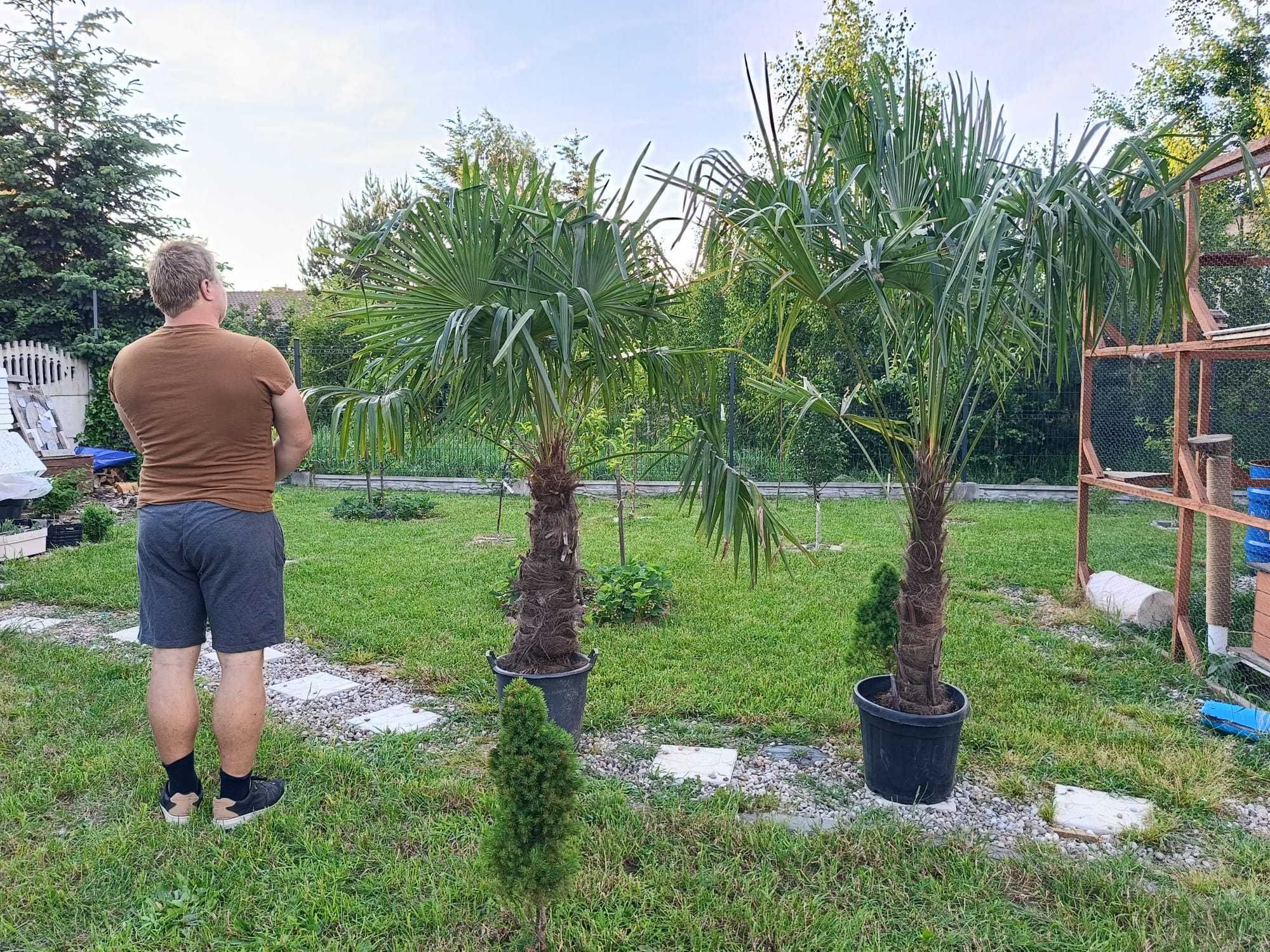 Palma Mrozoodporna Trachycarpus fortunei