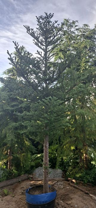 Jodła koreańska 330cm