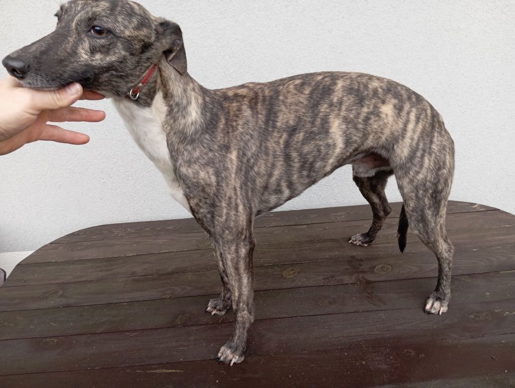 Chart angielski whippet