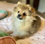 Pomeranian szpic przepiekna suczka miś wilczasta