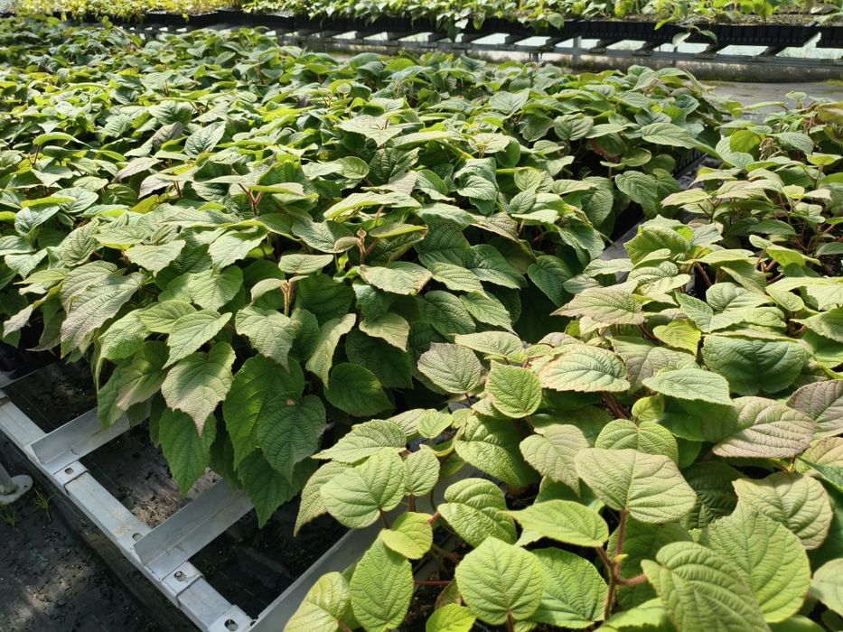Plantas de kiwi Hayward