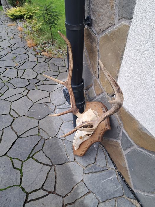 Jelen osmak zrzuty wieniec poroże