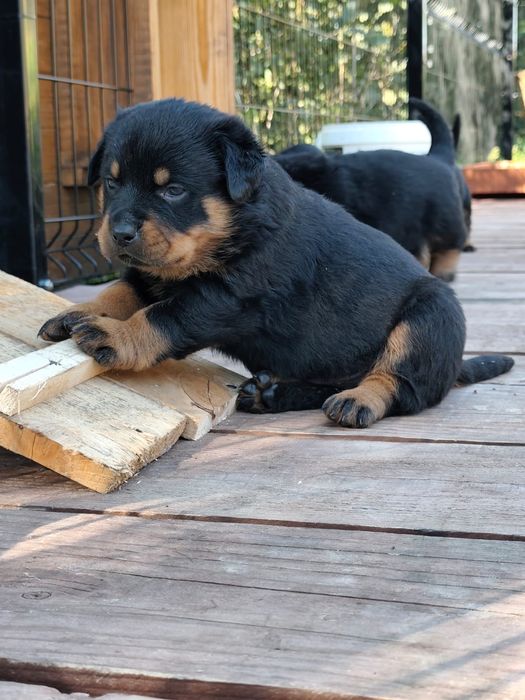 Suczka rottweiler