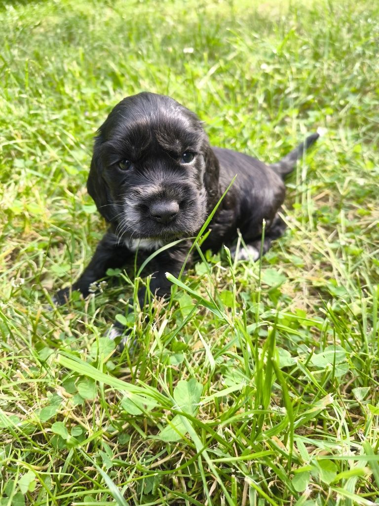Cocker spaniel angielski - samiec czarny z białymi znaczeniami