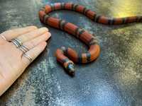 Ручная яркая змея для новичка королевская молочная гондурасская змея