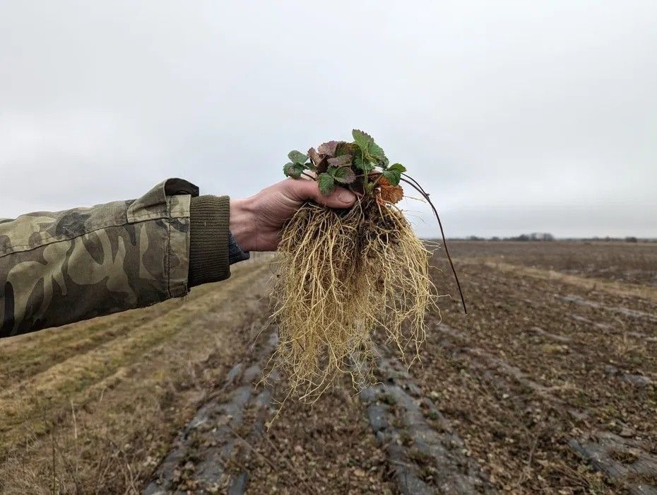 Розсада полуниці