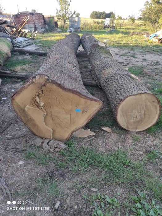 Dąb w klacu,kłoda