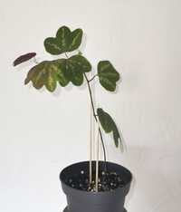 Passiflora trifasciata, kolekcjonerska