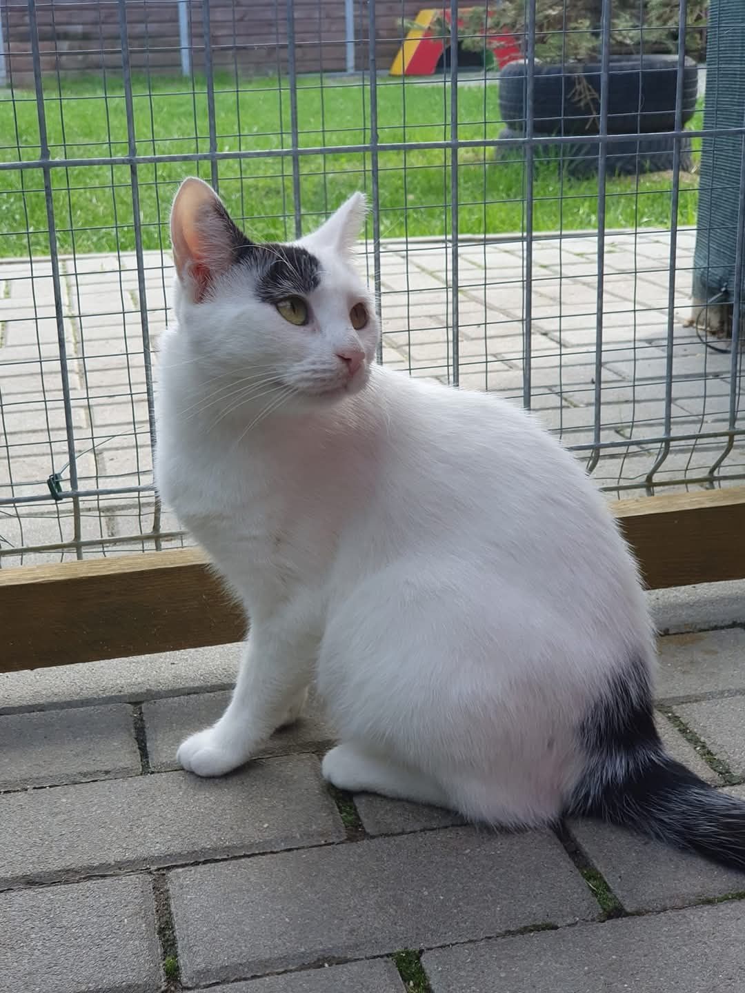 Piękna biała kotka Chałka do adopcji!