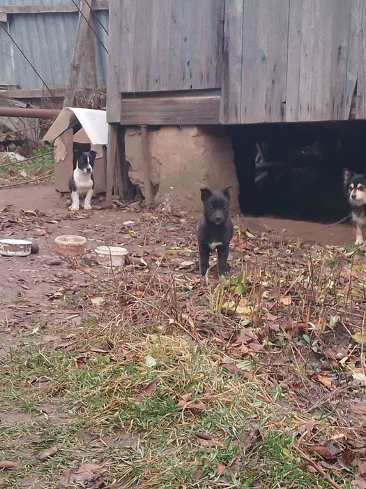 Цуценя колокольчик