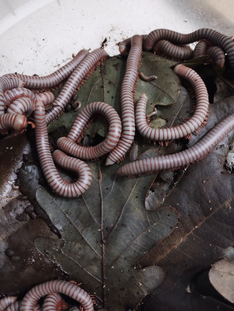Wije Tonkinbolus caudulanus własna hodowla