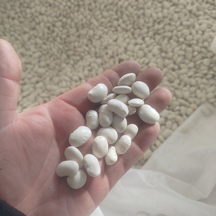 Fasola Jaś Karłowy 10kg