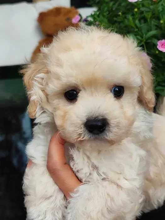 Maltipoo disponível
