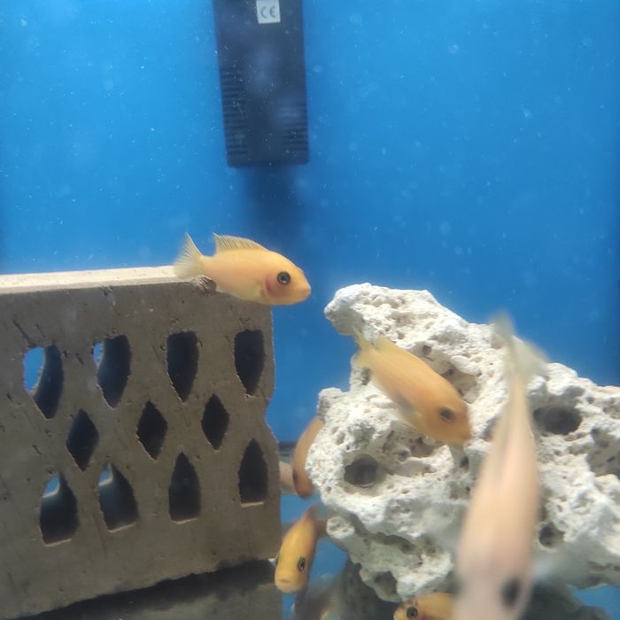 Pyszczaki Red redy i fier fish