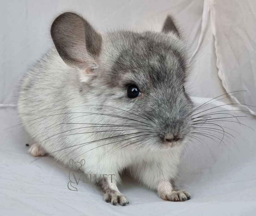 Szynszyla szynszyl samica biała perła biało czarna