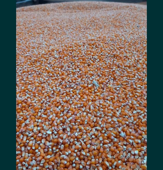 Vendo milho miúdo Belgrano