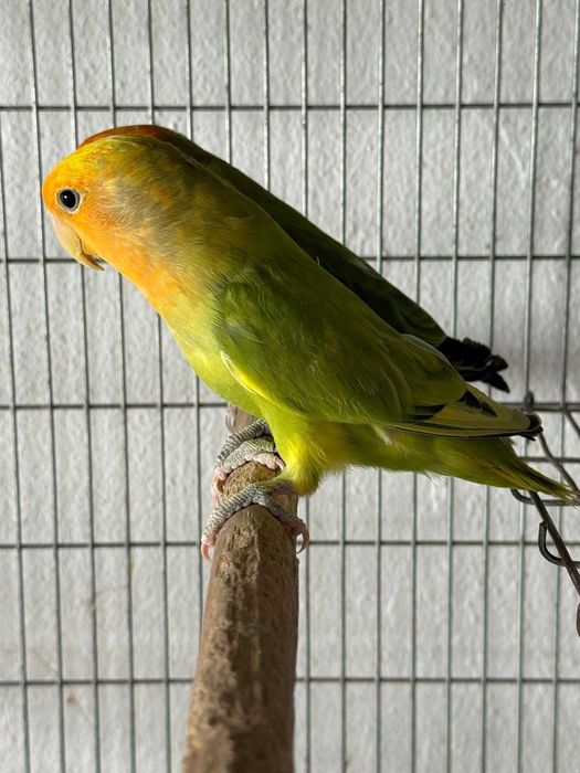 Agapones  possibilidade de ser casal ou individual aves muito bonitas