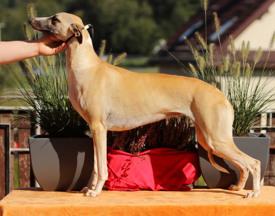 Whippet Chart Angielski, ZKwP/FCI, cudna sunia SATI