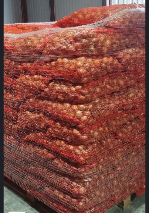 Cebula drobna na wysadke i dymka