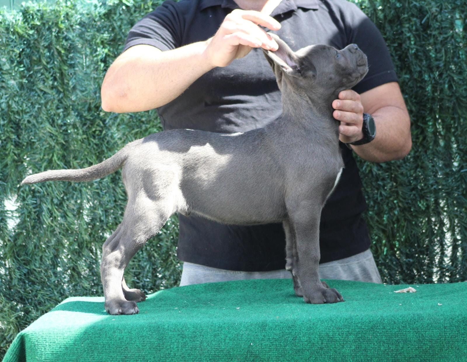 Cane Corso Italiano