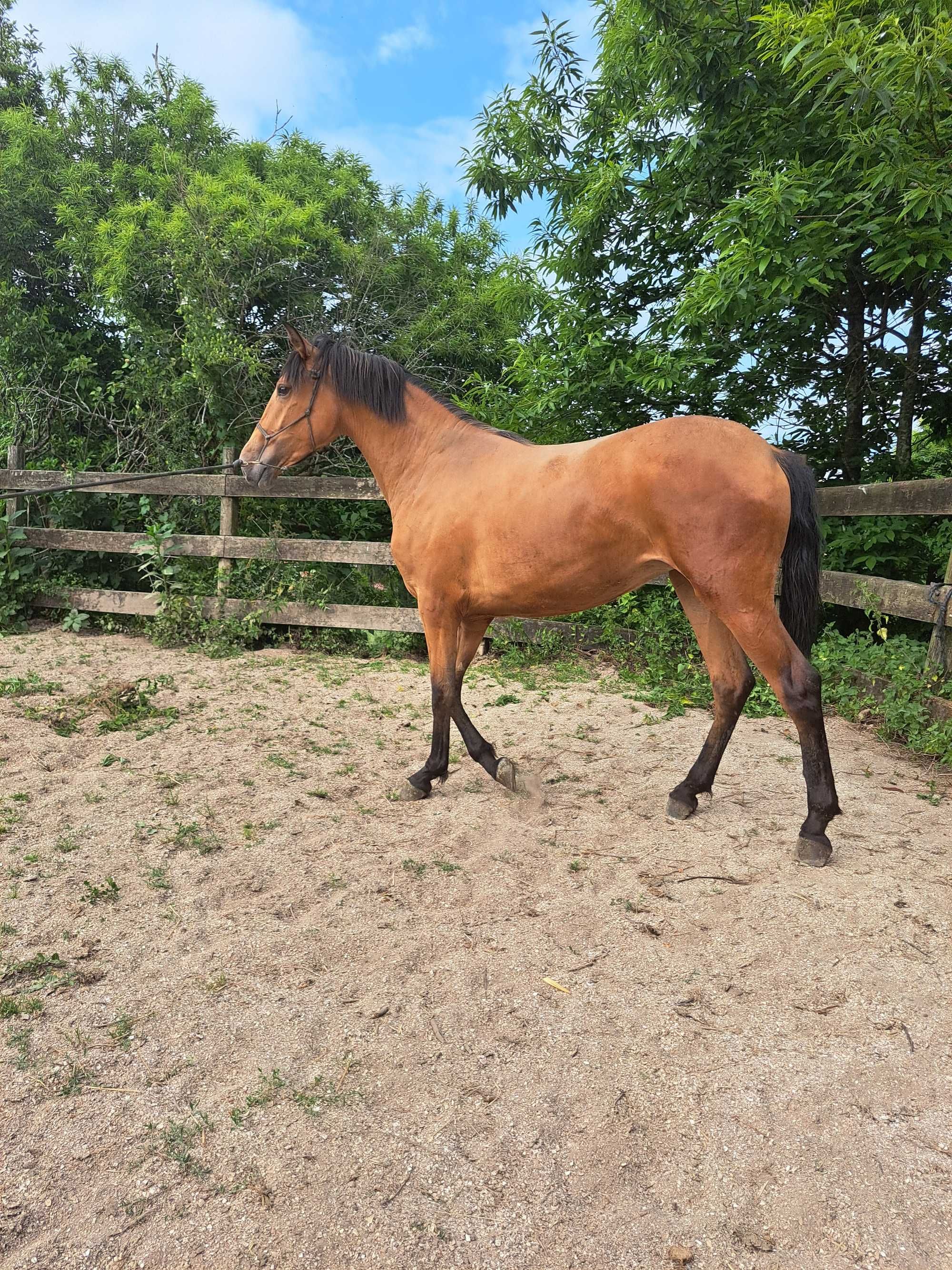Poldra baia hispano- lusitana 18 meses