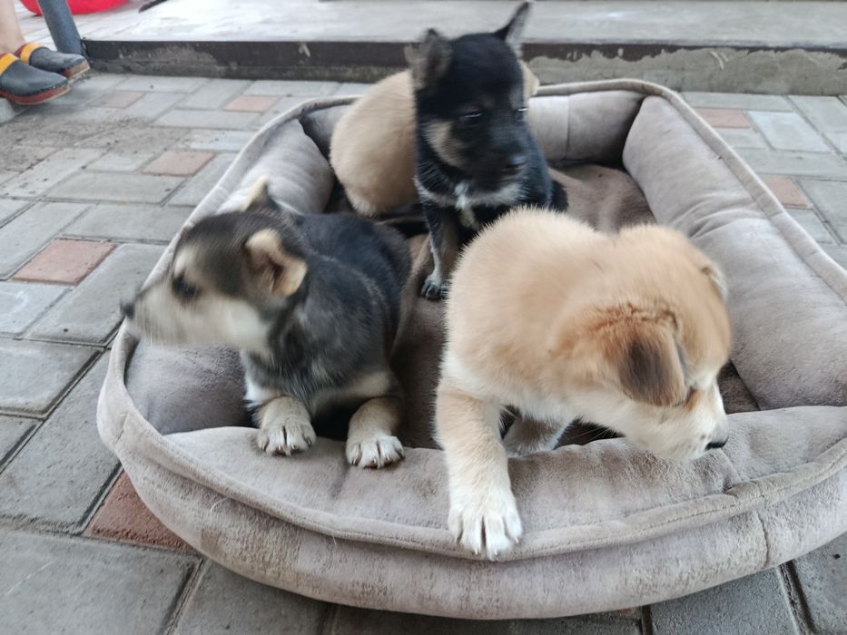 Продам цуценят хаскі