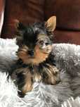 Yorkshire Terrier