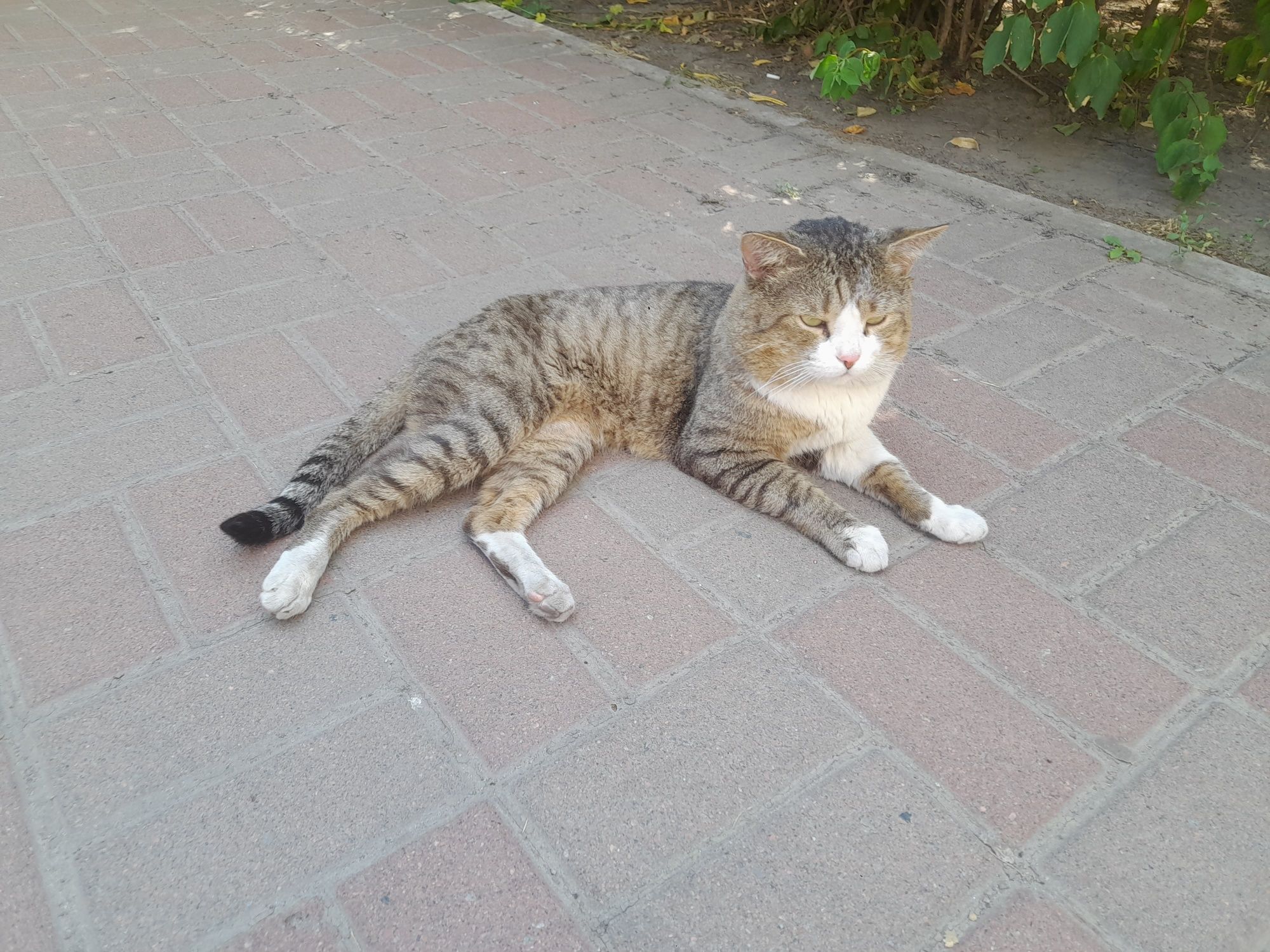 Бачила розкішног кота, м.Осокорки