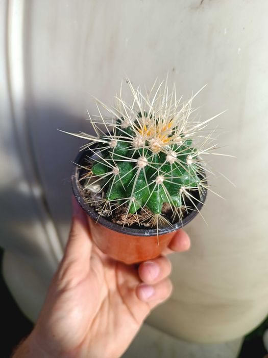 Echinocactus grusonii – Złota Kula, Fotel Teściowej S