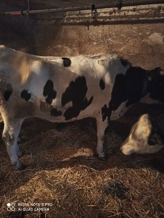 Jałówka wysokocielna