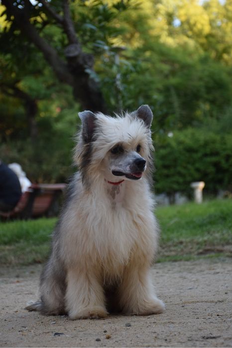 Cão de Crista Chines - Variedade Powderpuff