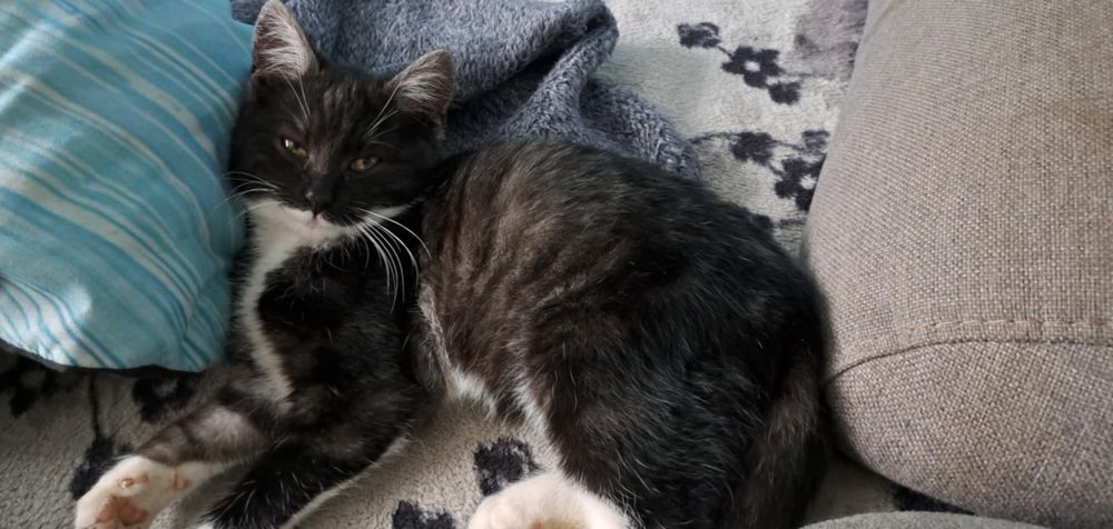 oddam dwa kotki do adopcji