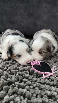 Suczka border collie blue merle