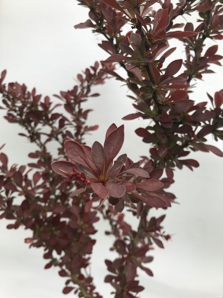 Berberys thunberga Atropurpurea