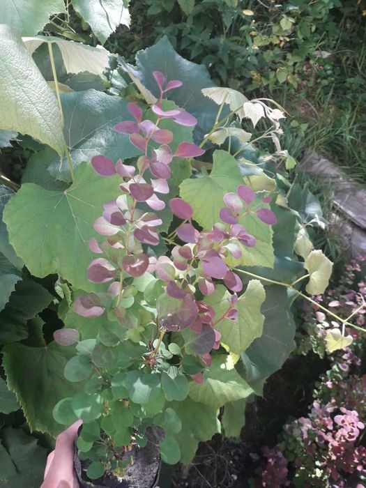 Барбарис декоративні кущі