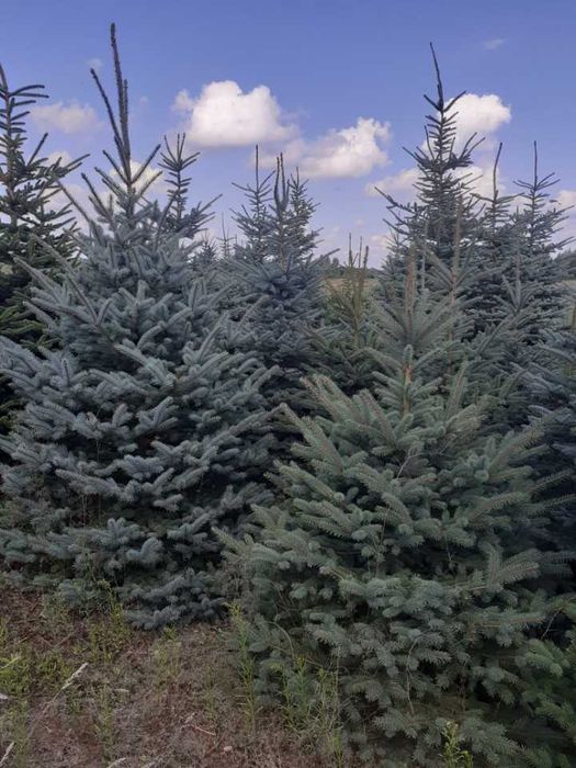 Choinki choinki choinki