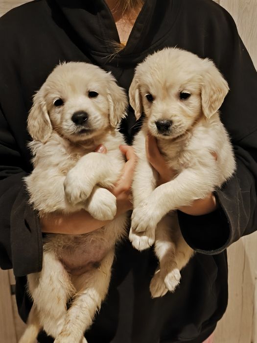 Golden retriever FCI ZKwP piesek