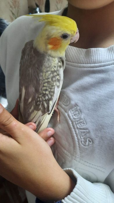 Caturra macho Arlequim Canela Face Amarela e Roseicollis, criados à mã